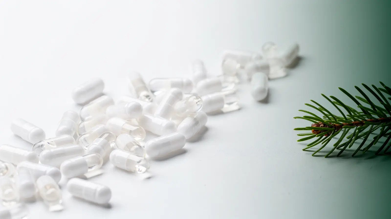 White and transparent HPMC vegetable capsules with a small pine sprig in soft natural light